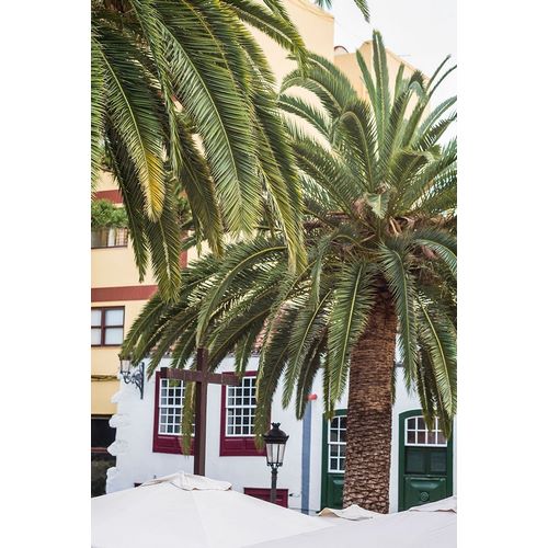 Canary Islands-La Palma Island-Santa Cruz de la Palma-palm tree